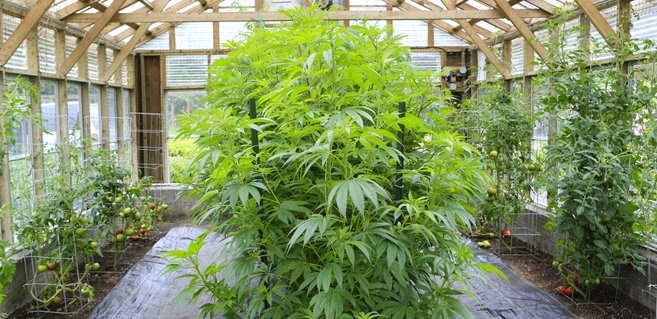 Cannabis-cultivation 